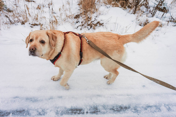promenade avec un chien du Labrador récupérateur se reproduisent par la route enneigée d'hiver
 - Photo, image