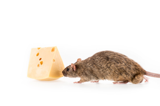 rat smelling cheese on white background with copy space in New Year  - Photo, Image