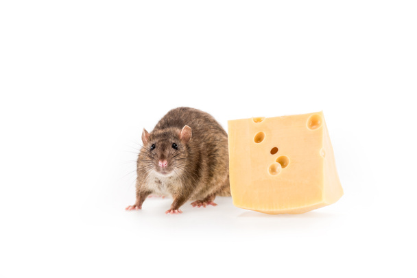 rat and cheese on white background with copy space in New Year  - 写真・画像