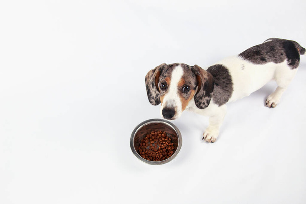 μικρό χαριτωμένο dachshund κουτάβι τρώει τροφή κουτάβι σε ένα ασημένιο bo - Φωτογραφία, εικόνα