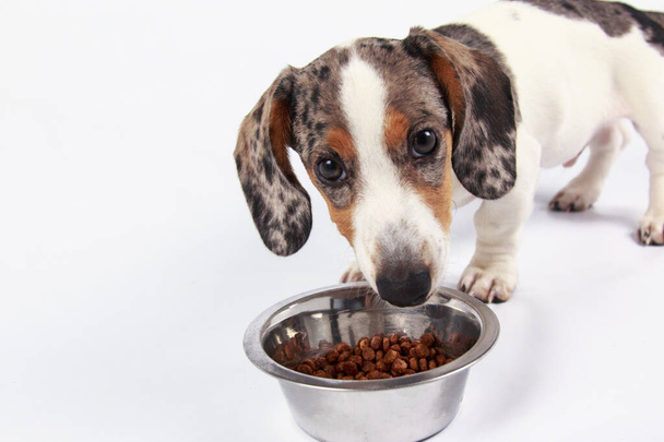 klein schattig teckel puppy hond eten hondenvoer in een kom op pla - Foto, afbeelding