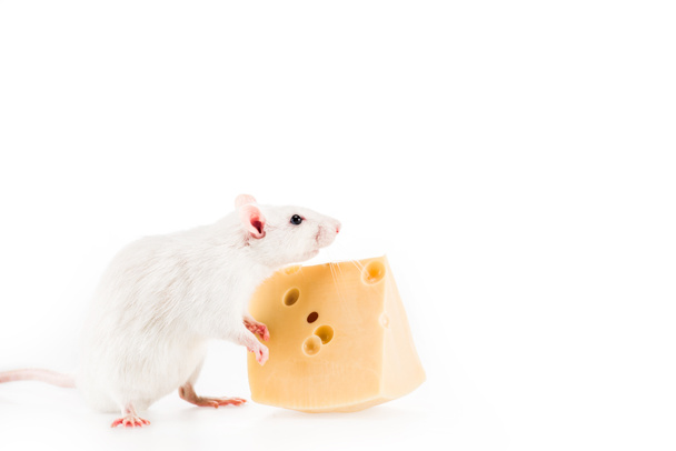 ratto e formaggio su sfondo bianco con spazio copia a Capodanno
  - Foto, immagini