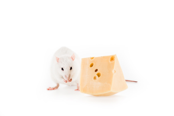 rat and cheese on white background with copy space in New Year  - Fotó, kép