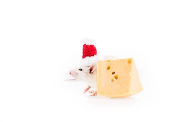 αρουραίος σε καπέλο santa και τυρί σε λευκό φόντο με χώρο αντίγραφο το νέο έτος  - Φωτογραφία, εικόνα