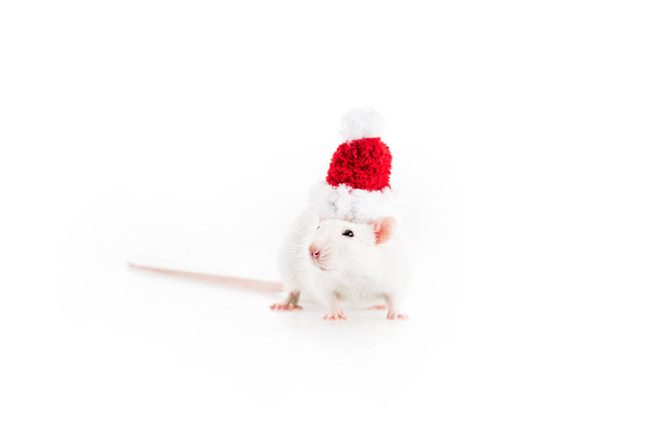 rat in santa hat on white background with copy space in New Year  - Zdjęcie, obraz