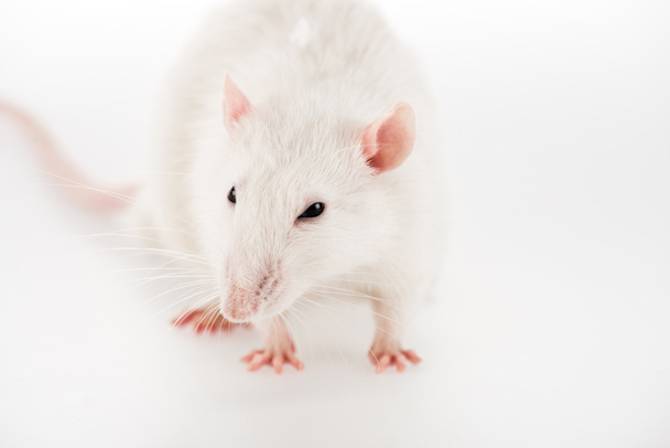 witte rat op witte achtergrond met kopieerruimte in Nieuwjaar  - Foto, afbeelding