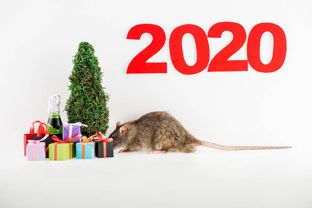 2020 numara, fare, noel hediyeleri, beyaz arka planda noel ağacının yanındaki şişe.  - Fotoğraf, Görsel