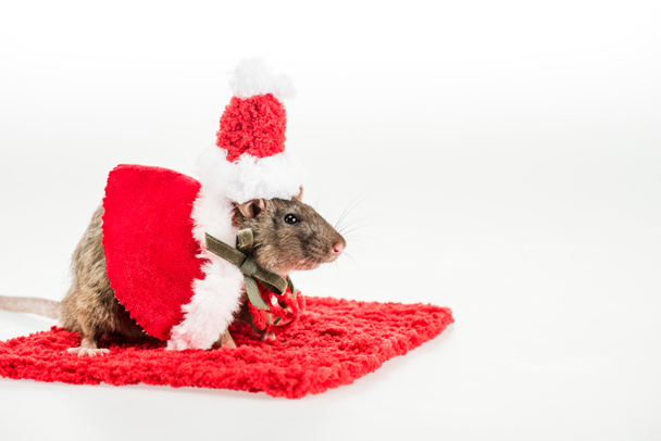 ratto in costume e cappello di Babbo Natale sul tappeto rosso su sfondo bianco a Capodanno
  - Foto, immagini