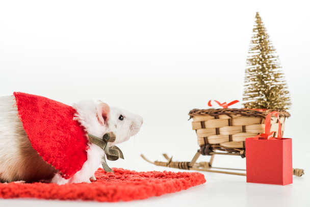 Ratte im Kostüm auf rotem Teppich und Weidenschlitten mit Weihnachtsbaum im neuen Jahr  - Foto, Bild