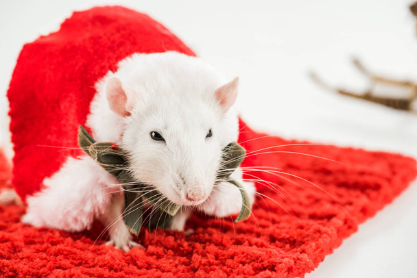 selective focus of rat in costume on red carpet in New Year  - 写真・画像