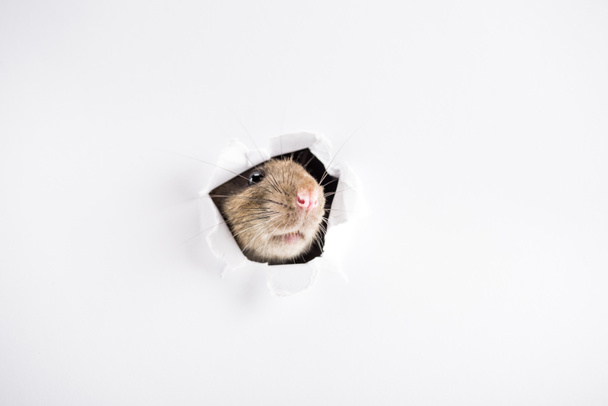 słodkie i brązowy szczur patrząc przez otwór w Nowy Rok  - Zdjęcie, obraz