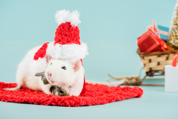 selective focus of rat in costume and santa hat on red carpet in New Year  - Fotó, kép