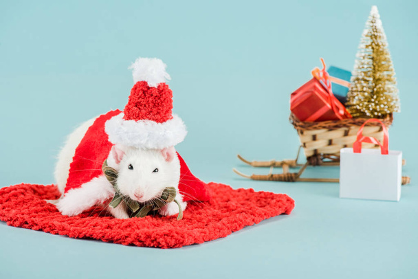 selective focus of rat in costume and santa hat on red carpet in New Year  - Foto, immagini