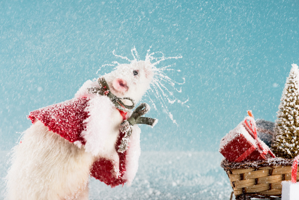 rata en traje y trineo de mimbre con árbol de Navidad y cajas de regalo en Año Nuevo
  - Foto, imagen