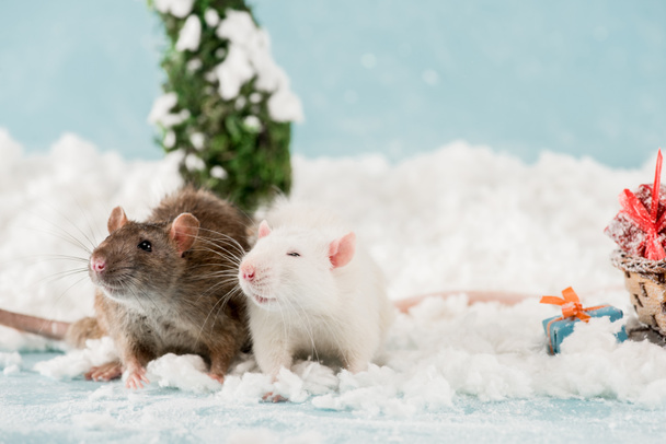 rats mignons et boîtes-cadeaux de Noël sur la neige au Nouvel An
  - Photo, image