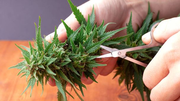 velký konopný pupen v ruce pěstitele, který se chystá ořezávat a sušit suroviny z lékařské marihuany - Fotografie, Obrázek