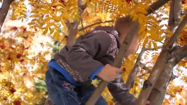 Lapsi kiipesi puuhun. Hän leikkii Rowanin marjoilla ja keltaisilla lehdillä. Kirkas syksy Aurinkoinen päivä. Ulkoilmaviihde
 - Materiaali, video