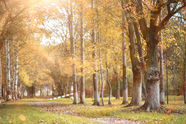 Autumn background in the park - Valokuva, kuva