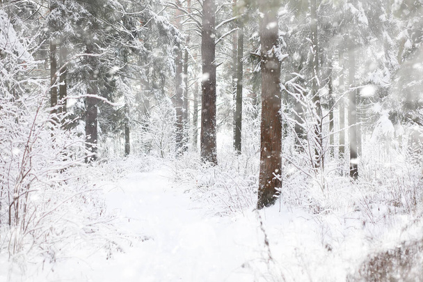 Paisaje invernal. Bosque bajo la nieve. Invierno en el parque
. - Foto, Imagen
