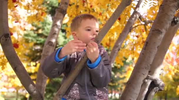 Das Kind kletterte auf einen Baum. Er spielt mit Vogelbeeren und gelben Blättern. strahlend sonniger Herbsttag. Unterhaltung im Freien - Filmmaterial, Video