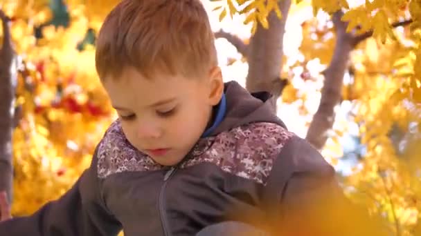 Το παιδί σκαρφάλωσε σε ένα δέντρο. Παίζει με τα μούρα Ρόουαν και τα κίτρινα φύλλα. Φωτεινή φθινόπωρο Ηλιόλουστη μέρα. Εξωτερική ψυχαγωγία - Πλάνα, βίντεο