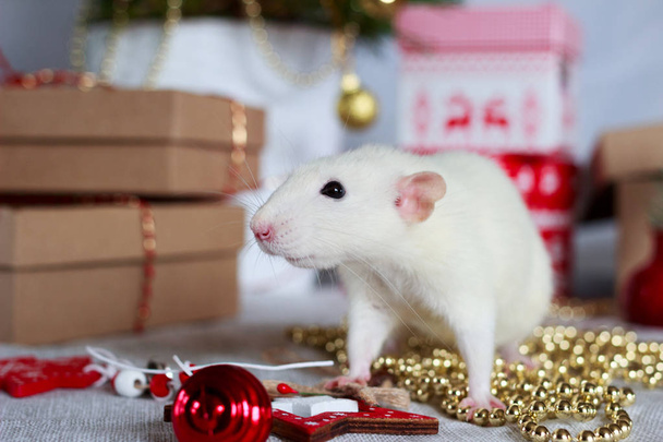 White rat symbol of year 2020. Chinese zodiac sign of new year with gift boxes and festive decorations - 写真・画像