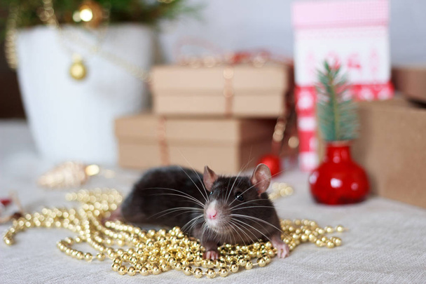 Chinese new year rat with festive decorations. Zodiac symbol of year 2020 - 写真・画像