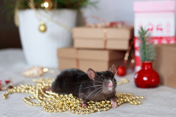 Китайський новорічний пацюк з святковими прикрасами. Символ зодіаку 2020 року - Фото, зображення