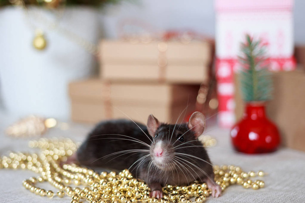 Chinese new year rat with festive decorations. Zodiac symbol of year 2020 - Photo, image