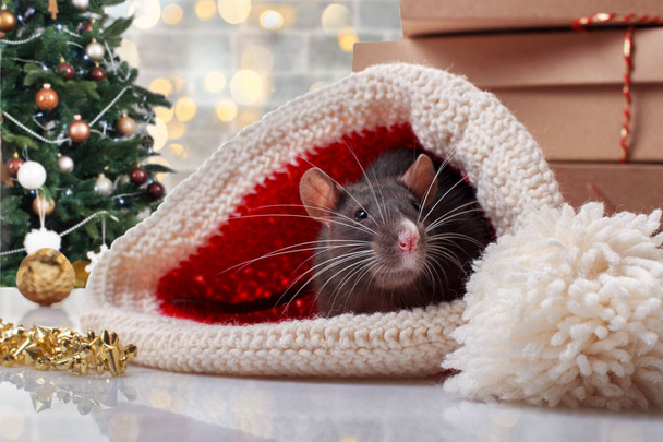Chinese new year rat with festive decorations. Zodiac symbol of year 2020 - 写真・画像