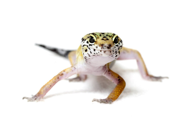 Leopard gecko isolated on white background - Photo, Image