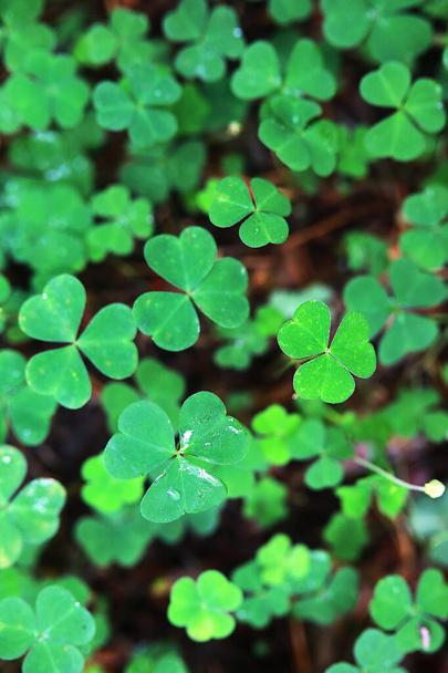 Background from plant clover four leaf. Irish traditional symbol - Photo, Image