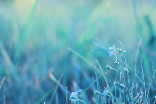 Άγριο λουλούδι. Μικρά λουλούδια σε ένα καταπράσινο λιβάδι. - Φωτογραφία, εικόνα