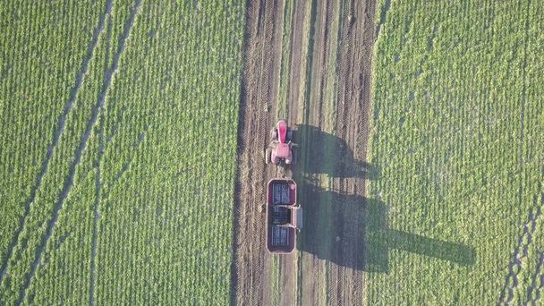 Zuckerrübenernte. Mähdrescher und Autos entfernen Wurzelpflanzen vom Feld. Luftaufnahmen von einer Drohne oder einem Quadrocopter. Herbstliche Feldarbeit auf dem Hof. Ernte von Rohstoffen für die Zuckerproduktion - Foto, Bild