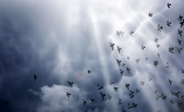 Дождевые облака в небе и стая голубей. Религиозная афера
 - Фото, изображение