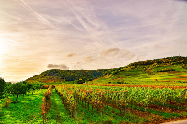 Vinařská krajina v blízkosti Cochem a Leiwen na Moselle - Fotografie, Obrázek