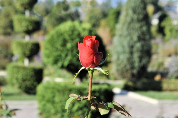 Mooie rode roos bloem groen blad close-up romantische natuur bloesem tuin stilleven zonnige dag ochtend flora achtergrond - Foto, afbeelding