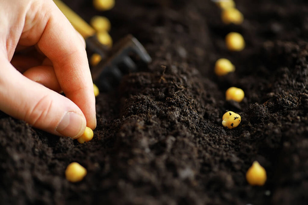Seeds in the ground. Seed preparation for planting in the spring - Photo, Image