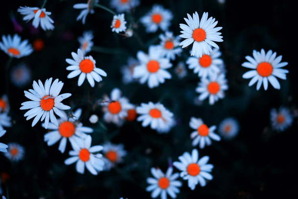 Divoká květina. Malé květiny na zelené louce. - Fotografie, Obrázek