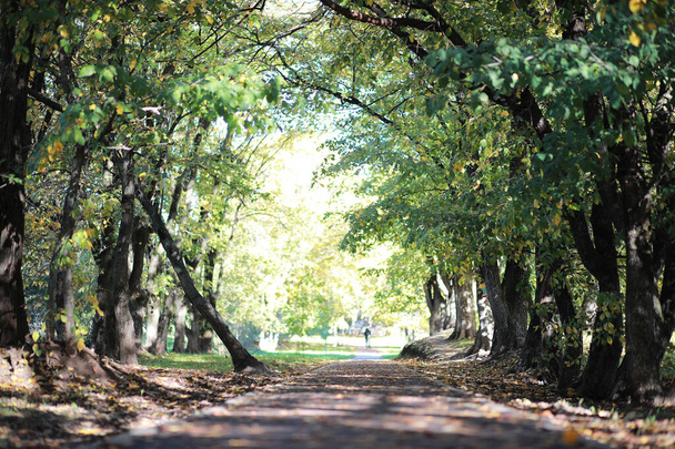 Fondo de otoño en el parque
 - Foto, Imagen