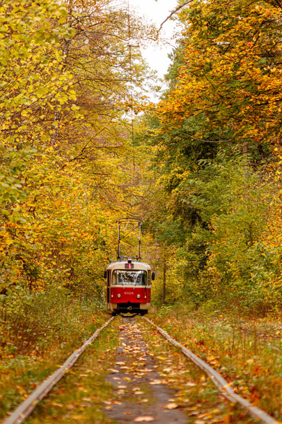 Autumn forest through which an old tram rides (Ukraine) - Photo, image