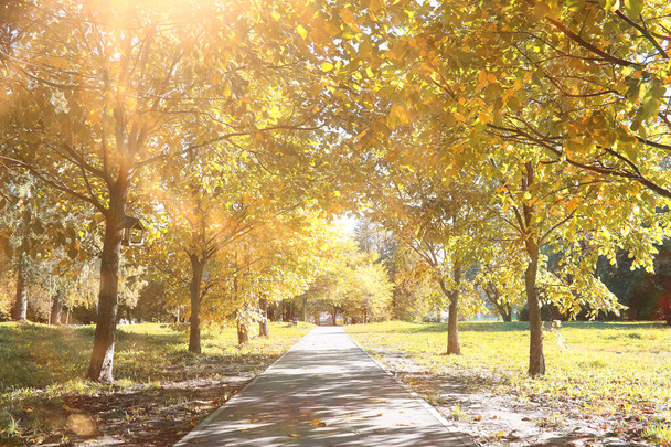 Autumn background in the park - Foto, Imagen