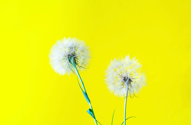 Creative yellove background with white dandelions inflorescence. - Photo, image