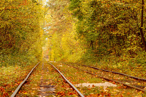 Autumn forest through which an old tram rides (Ukraine) - Photo, Image