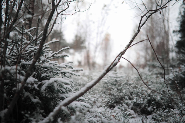 Зимовий ліс. Пейзаж зимового лісу в сонячний день. Сніг-c
 - Фото, зображення