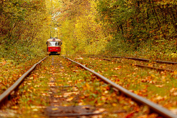 Podzimní les, kterým projíždí stará tramvaj (Ukrajina) - Fotografie, Obrázek