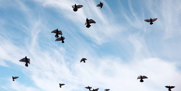 A flock of pigeons flies across the sky. Birds fly against the s - Фото, изображение