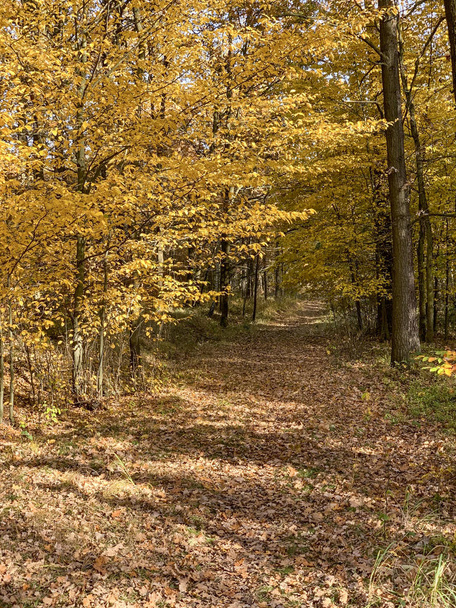 Autumn time in forest - Valokuva, kuva