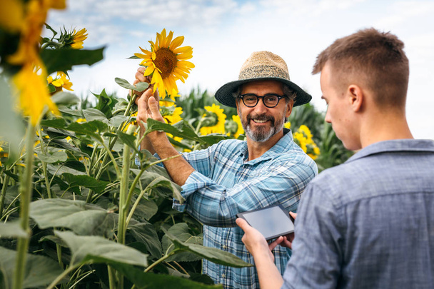 Agronomists examining sunflowers outdoor - Фото, зображення