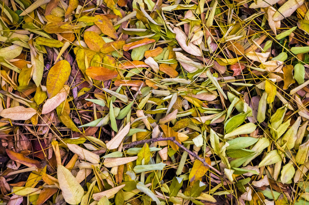 Autumn background, texture of fallen colorful leaves. - Foto, imagen